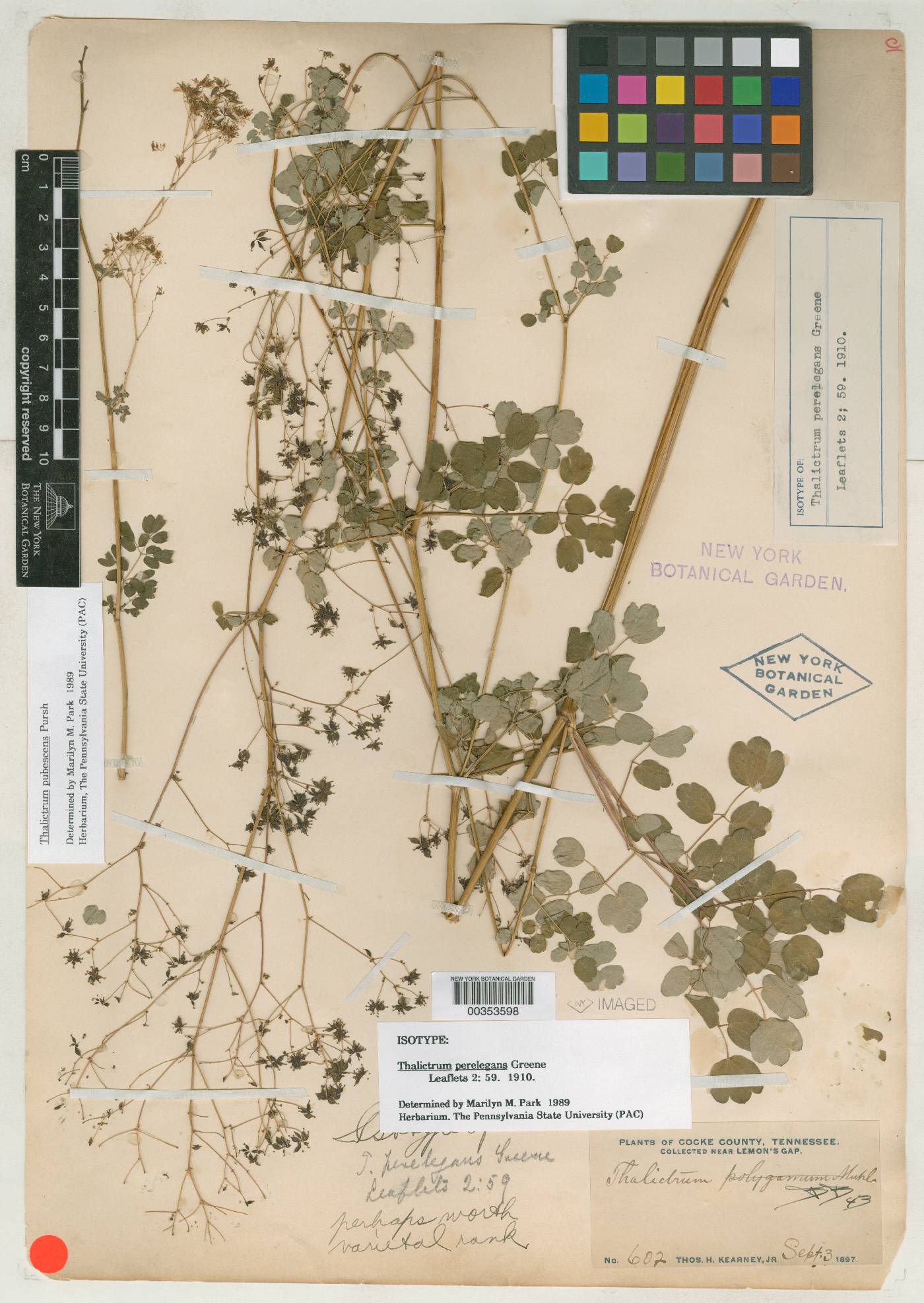 Thalictrum perelegans image