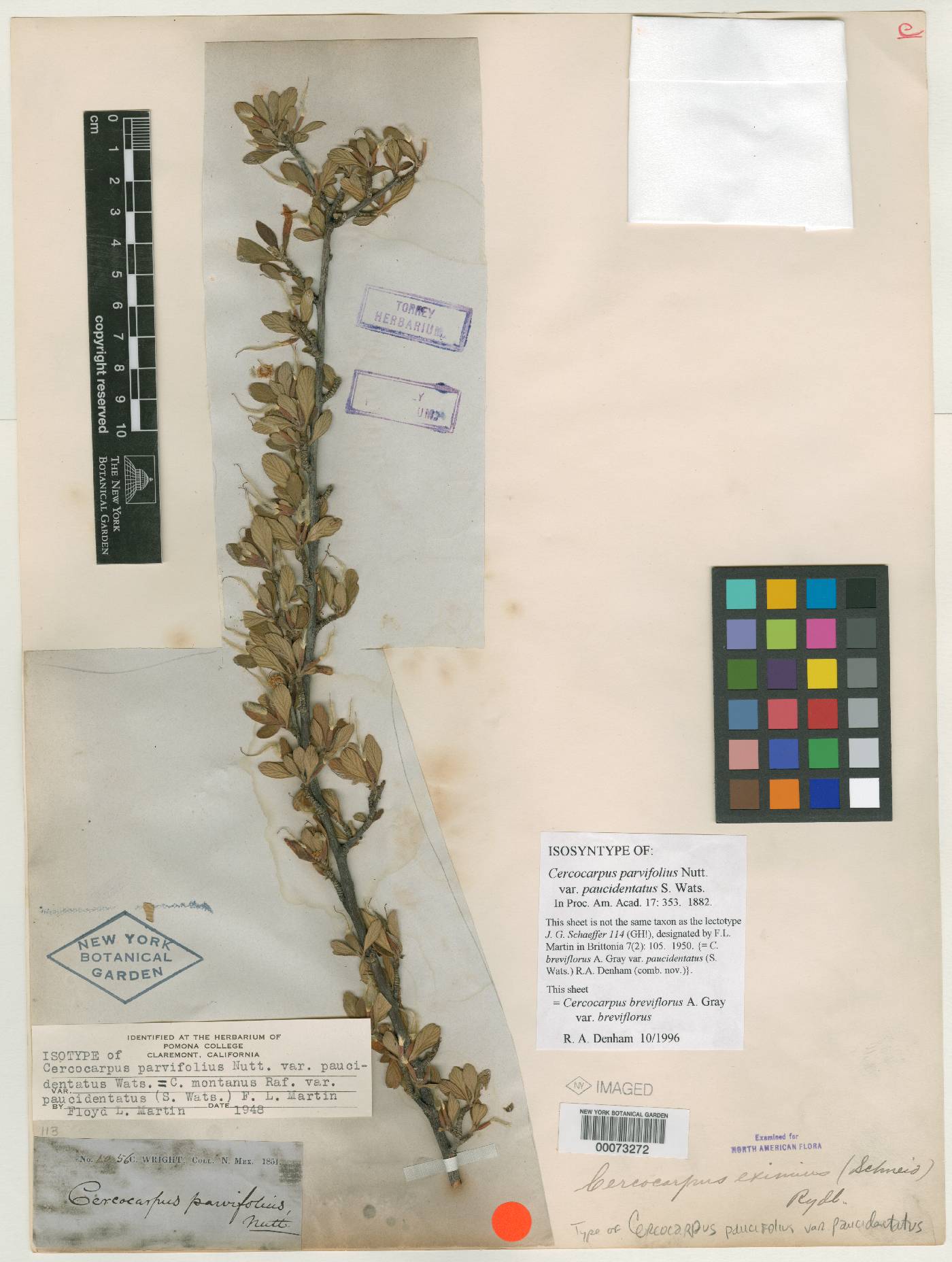 Cercocarpus parvifolius image