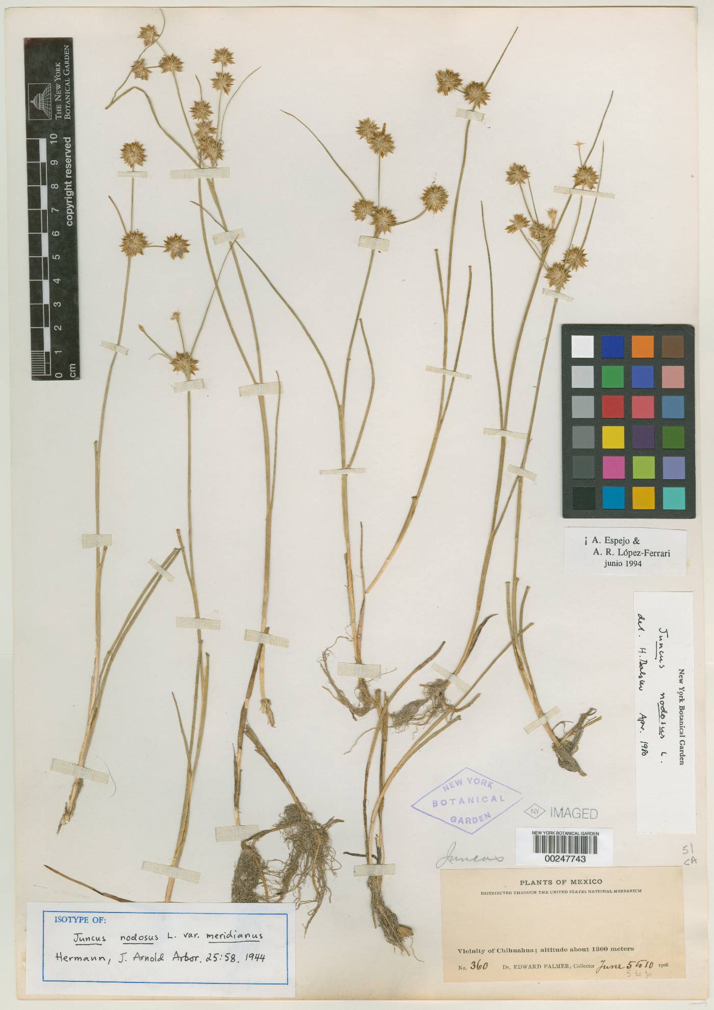 Juncus nodosus var. meridianus image