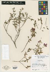 Tibouchina sinaloensis image