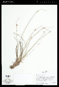 Juncus parryi image