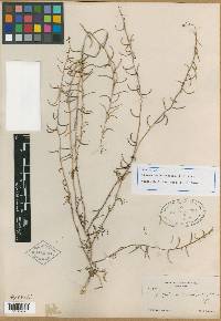 Sisymbrium brandegeanum image