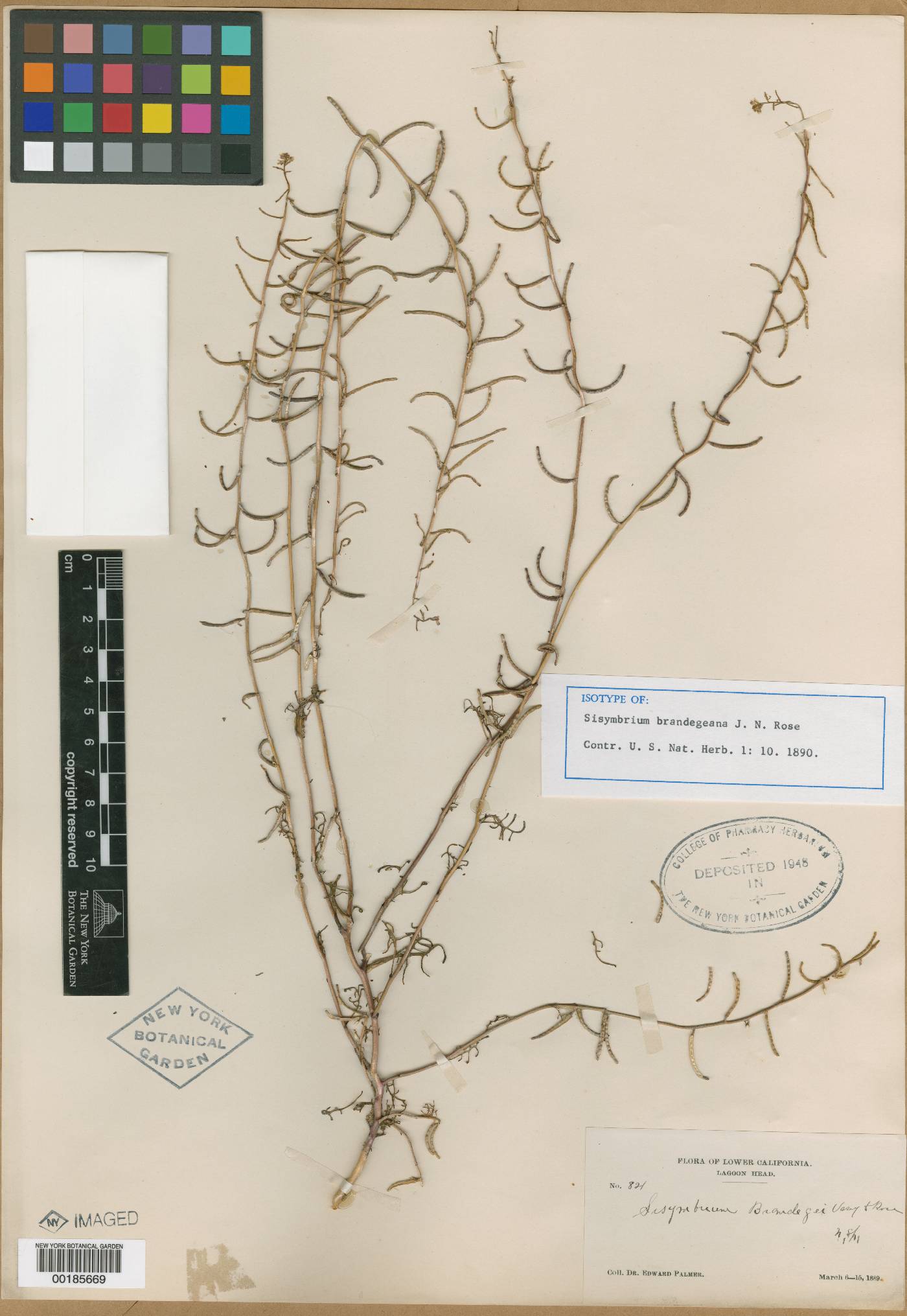 Sisymbrium brandegeanum image