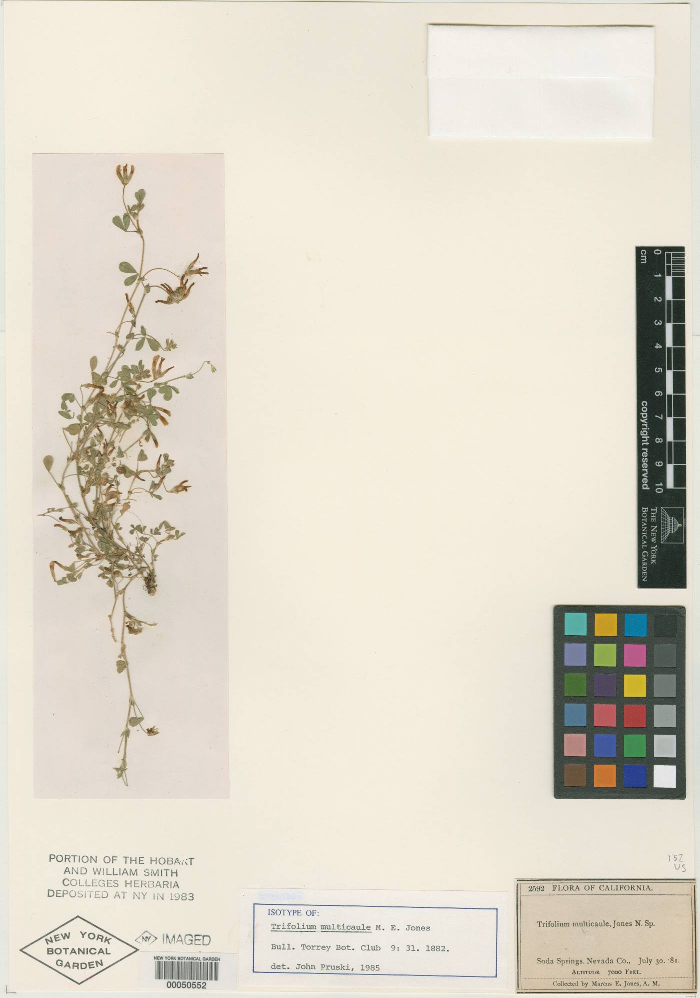 Trifolium multicaule image