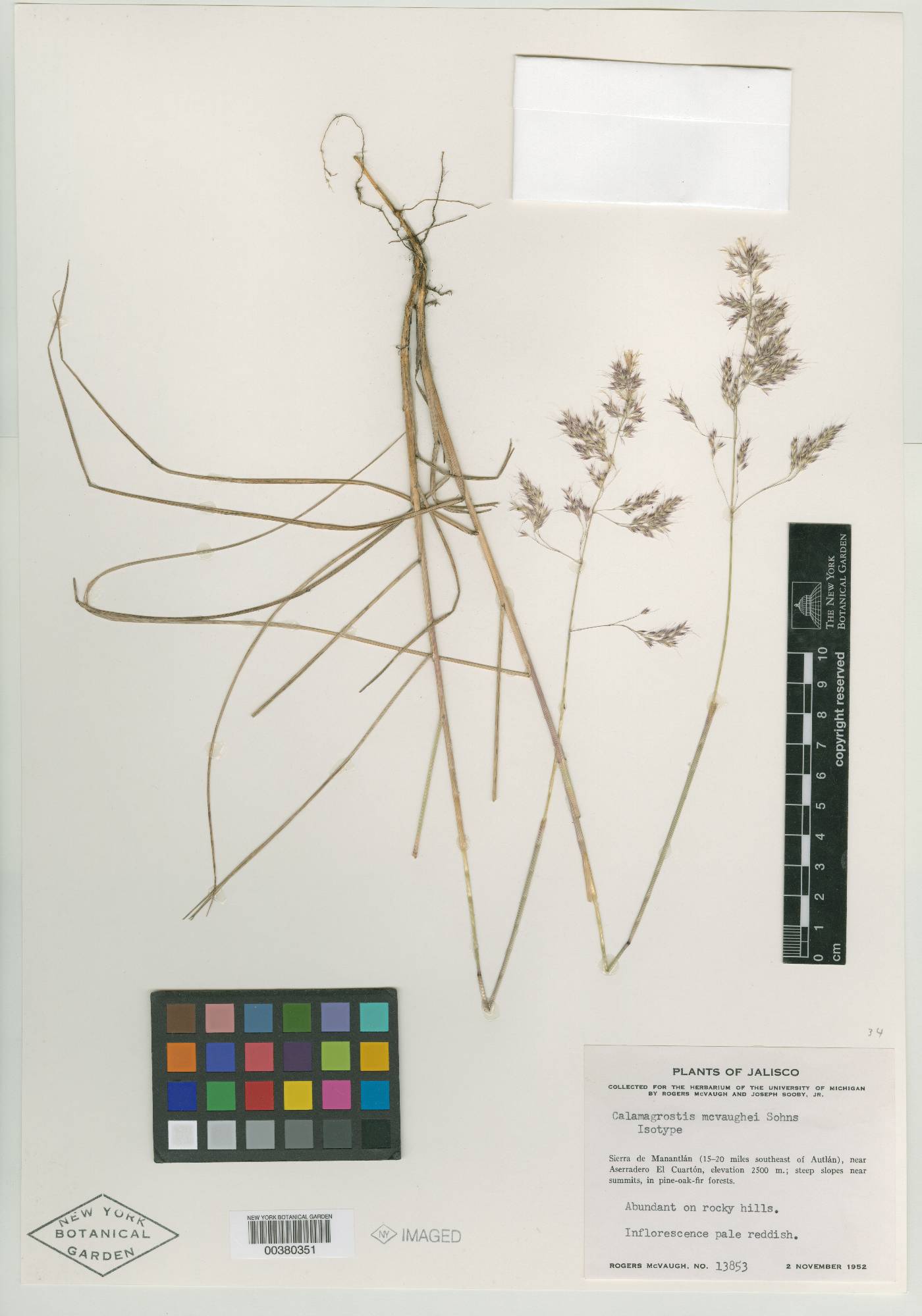 Calamagrostis valida image