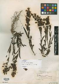 Penstemon garrettii image