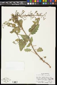 Scrophularia desertorum image