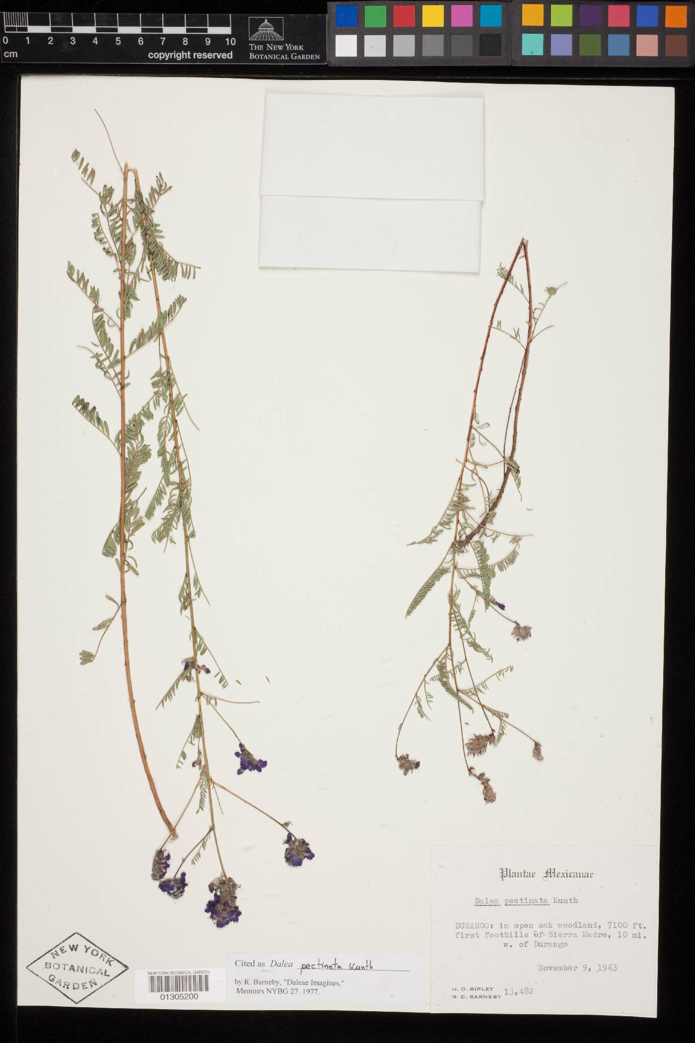 Dalea pectinata image