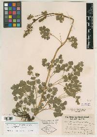 Thalictrum venulosum image