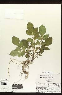 Solanum demissum image