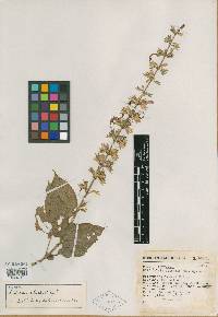 Salvia palealis image