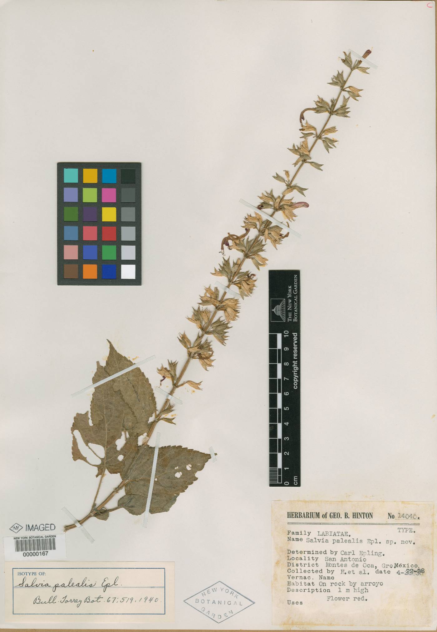 Salvia palealis image