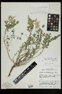 Astragalus beckwithii var. sulcatus image