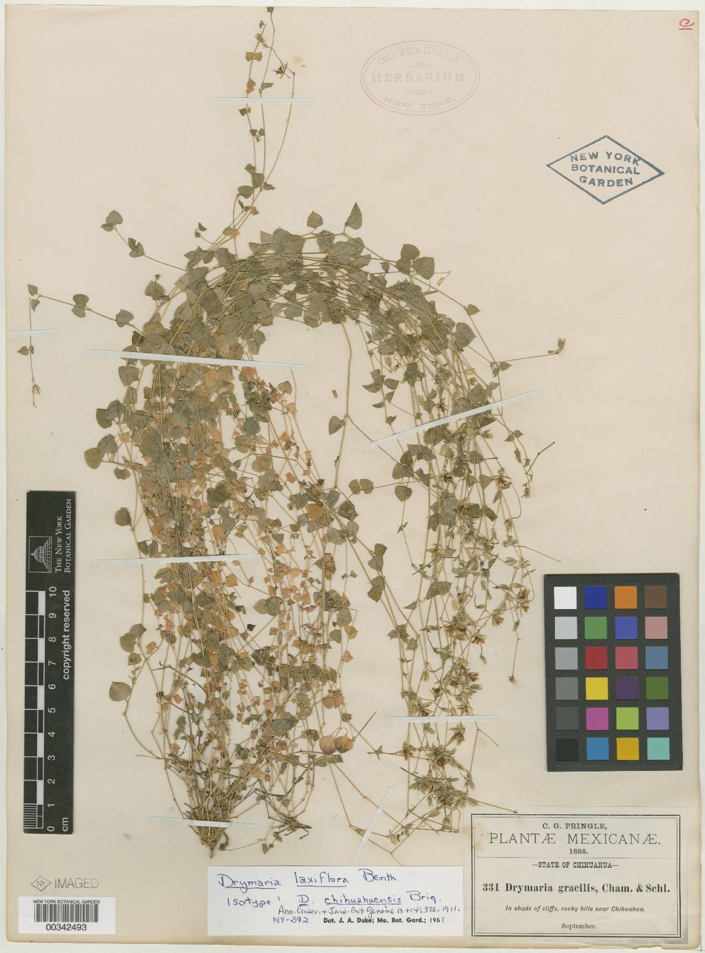 Drymaria chihuahuensis image