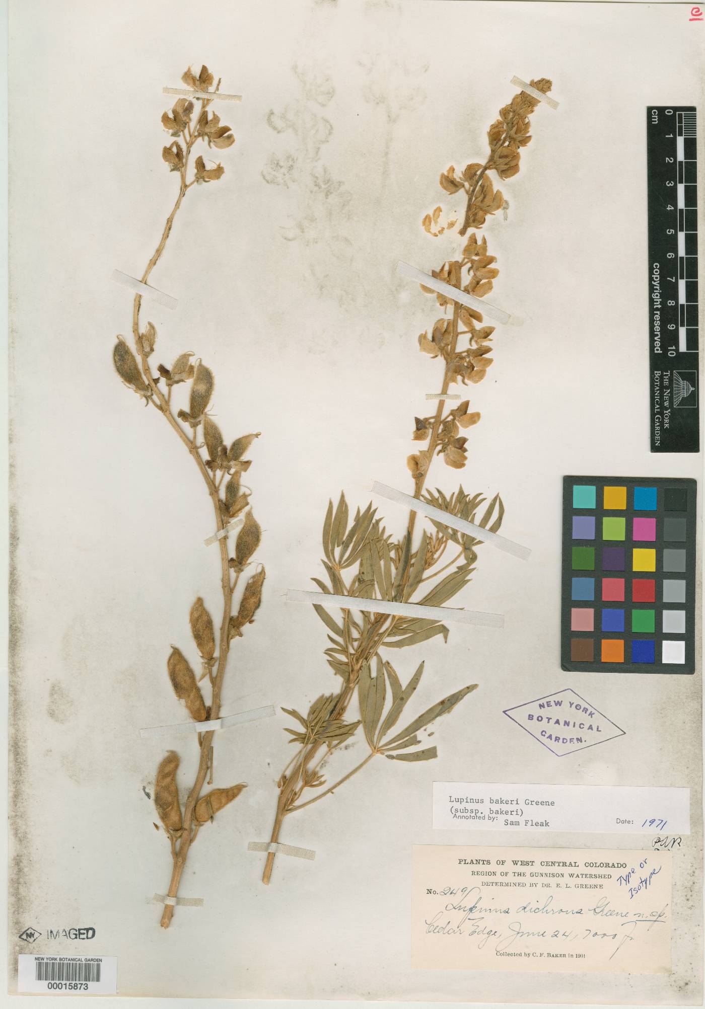 Lupinus dichrous image