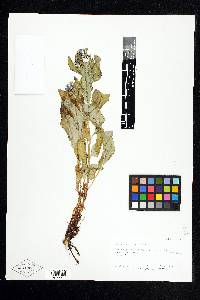 Mertensia arizonica image