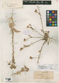 Lessingia imbricata image