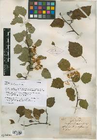 Crataegus gravis image