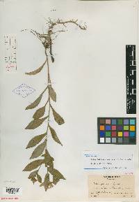 Symphyotrichum novi-belgii var. crenifolium image