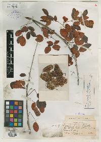 Acacia rosei image