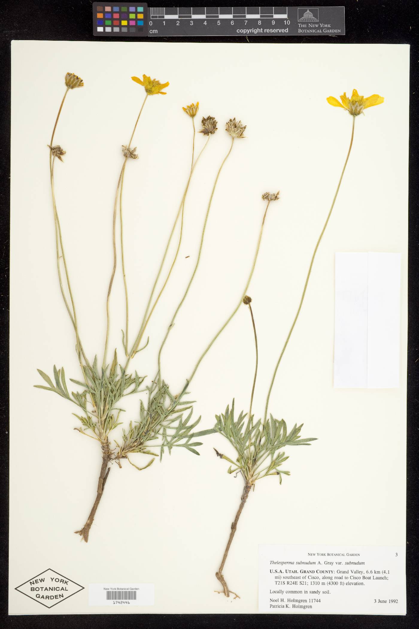 Thelesperma subnudum var. subnudum image