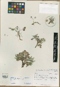 Astragalus limnocharis var. montii image