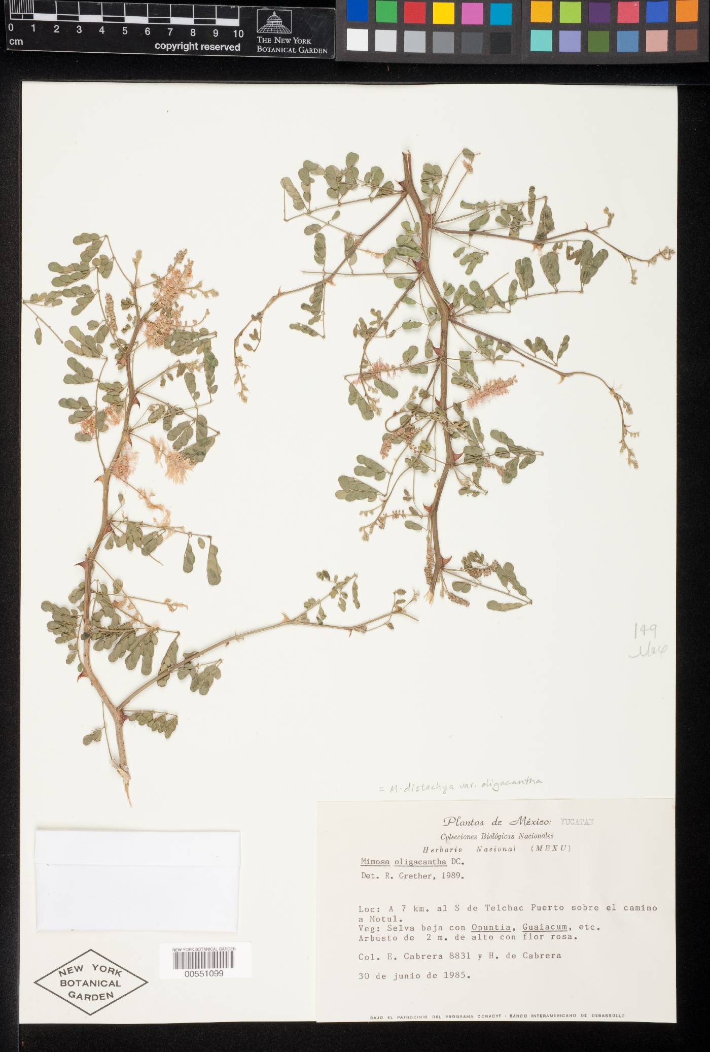 Mimosa distachya var. oligacantha image