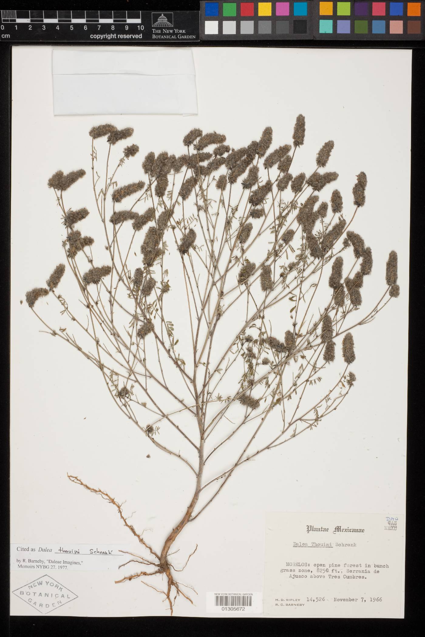 Dalea thouinii image