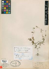 Ipomoea plummerae image