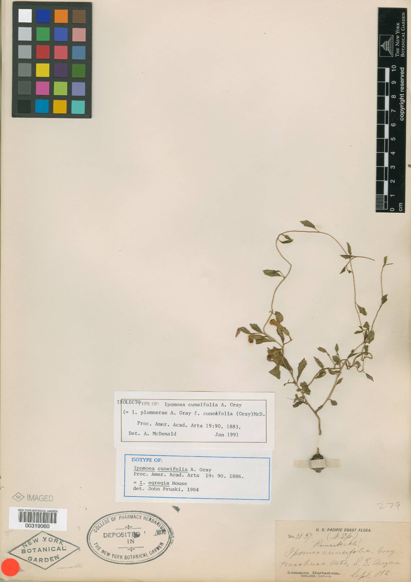 Ipomoea plummerae var. cuneifolia image