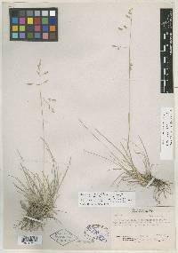 Poa filiculmis image