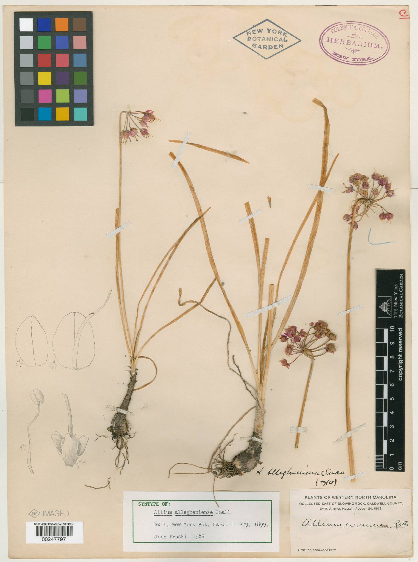 Allium allegheniense image