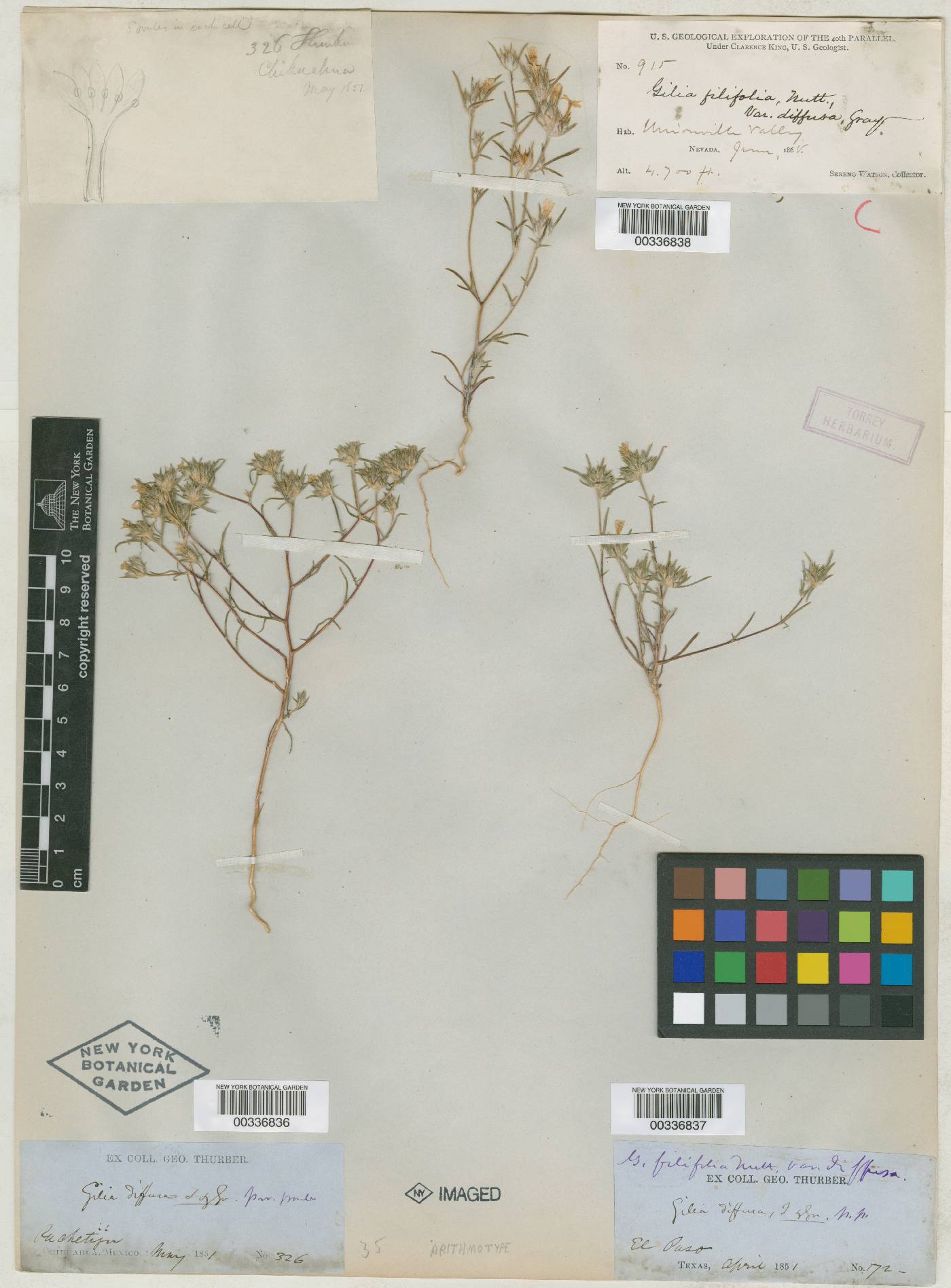 Gilia filifolia image