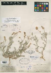 Batidophaca humivagans image