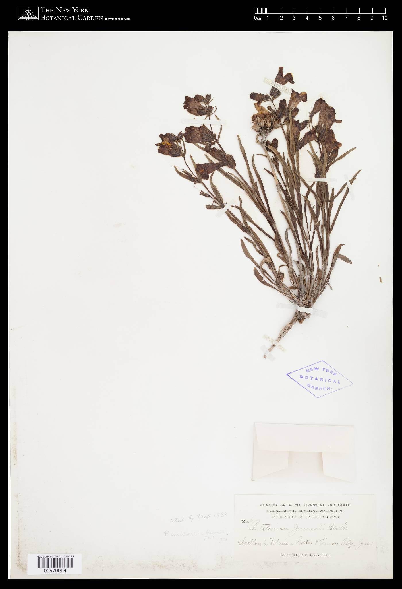 Penstemon auriberbis image