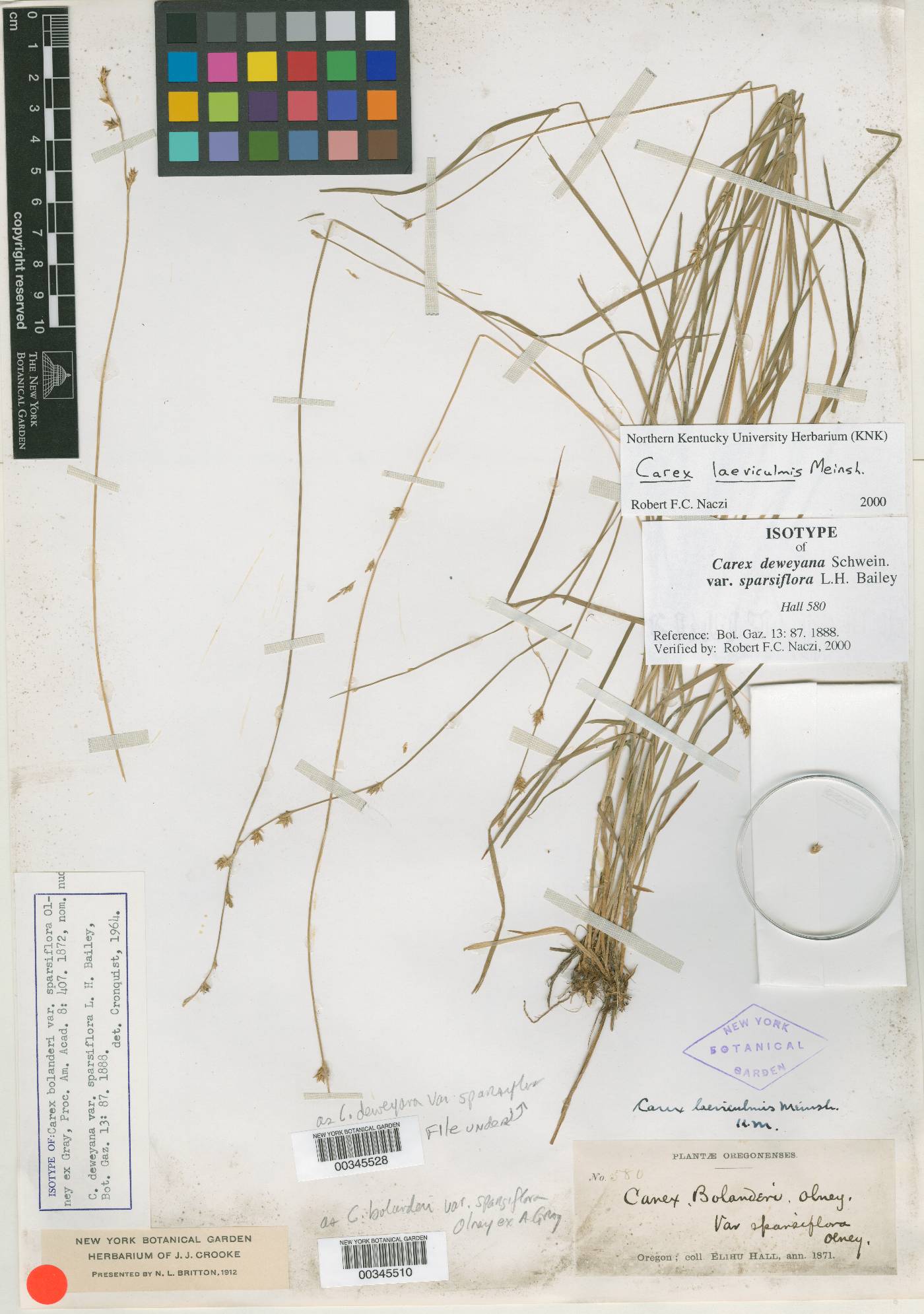 Carex deweyana var. sparsiflora image