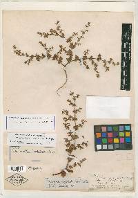 Chorizanthe perfoliata image