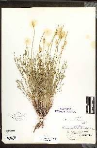 Astragalus riparius image
