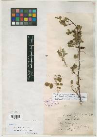 Rosa granulifera image