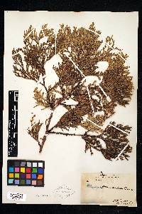 Thuja standishii image