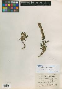 Image of Artemisia comata