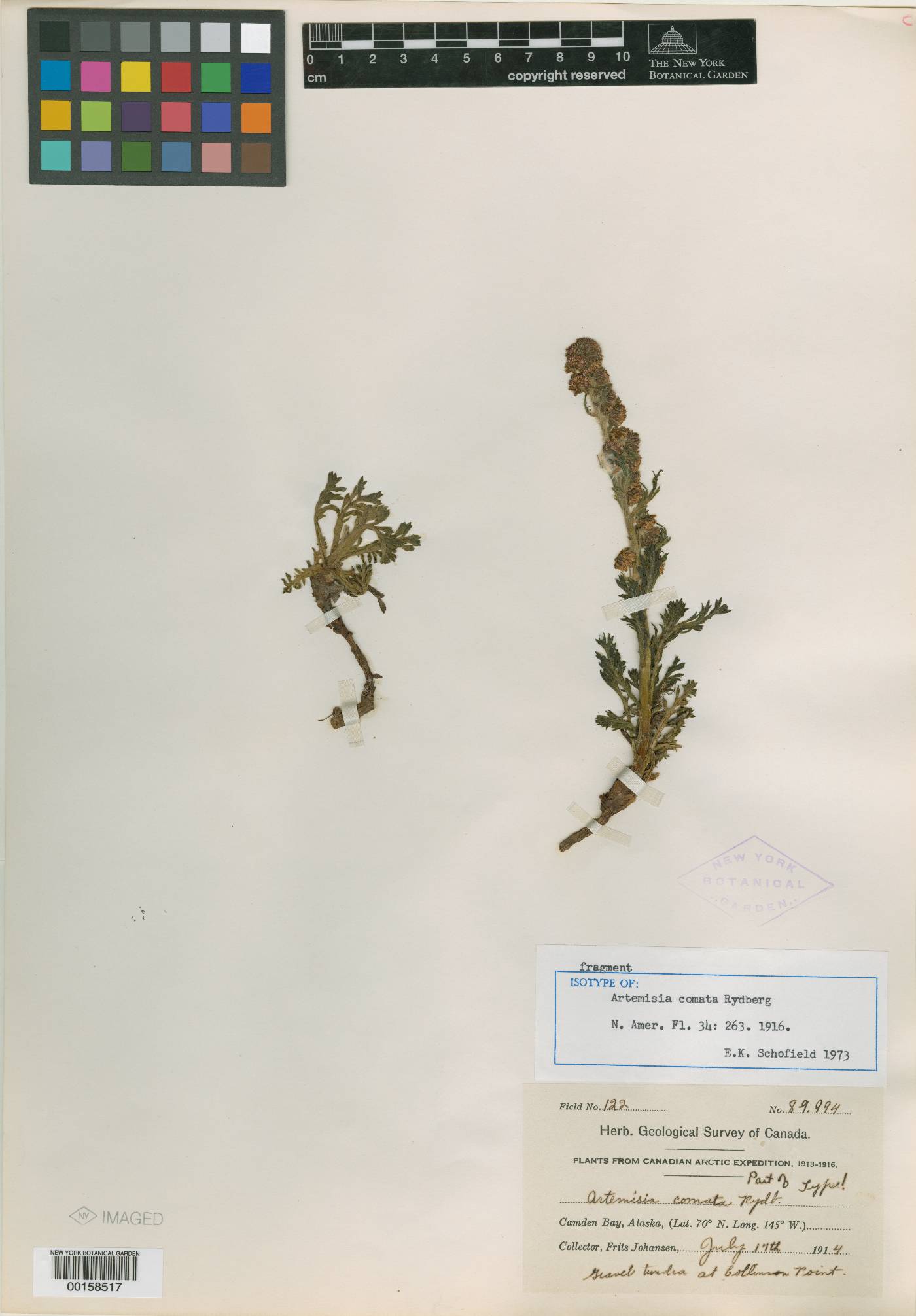 Artemisia comata image