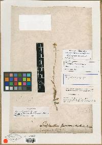 Streptanthus flavescens image