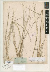 Eragrostis refracta image