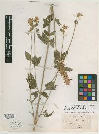 Agastache pallidiflora image