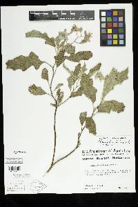 Solanum dimidiatum image