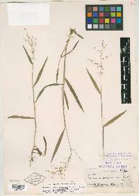 Panicum oligosanthes image