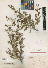 Ceanothus fendleri image