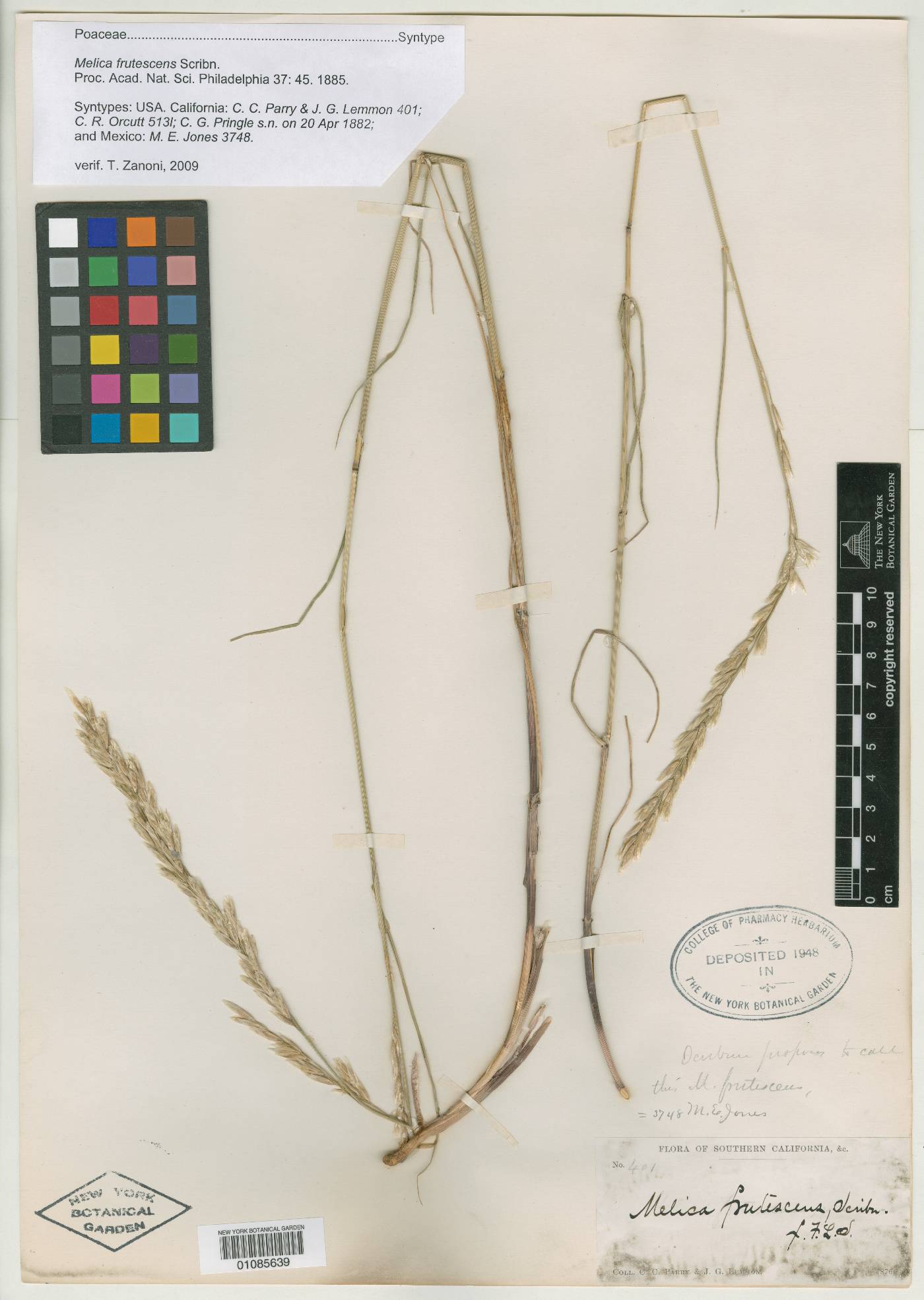 Melica frutescens image