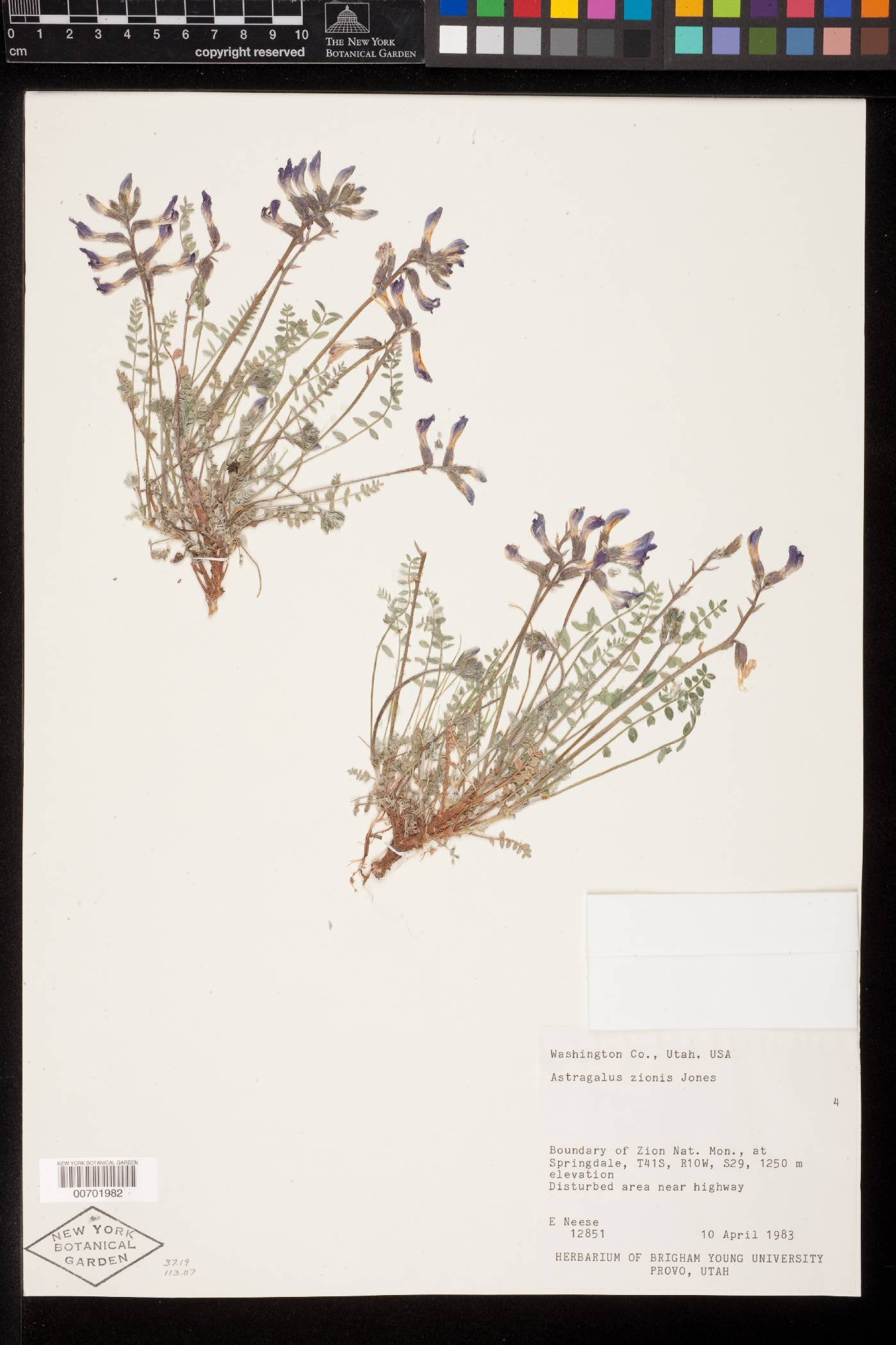 Astragalus zionis image